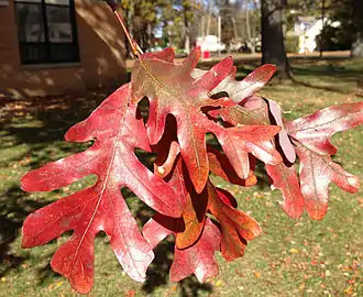 Autumn foliage