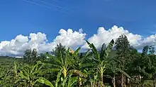 A banana platation with clouds above a green mountainous scenery in Western Uganda