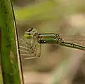 Female with water mites attached to her thorax