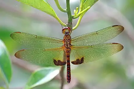 Female