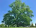 American elm in Greenwich, Connecticut (May 2019)