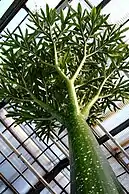 A. titanum young, just expanding single leaf in the Botanical Gardens Univ. Bonn, July 2009