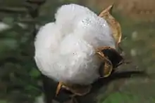 Cotton fiber