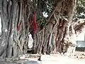 Banyan Tree (Shiv Bajrang Dham Kishunpur)
