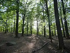 Dense beech forest in the western part of Fräntorp on May 31, 2020.