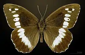 Male