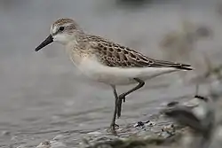 Semipalmated sandpiper occurs in large flocks with western sandpipers.