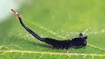 Young caterpillar
