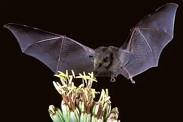 Mexican long-tongued bat