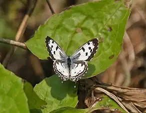 Male upperside, West Bengal, India