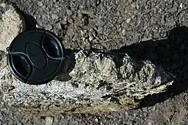 Concretionary cone-in-cone structures in Benton Shale