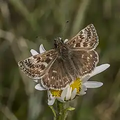 male E. t. baynesiCounty Clare, Ireland