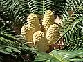 Cones on an Encephalartos cycad