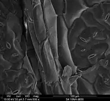 Image 15This is an electron micrograph of the epidermal cells of a Brassica chinensis leaf. The stomates are also visible. (from Plant cell)