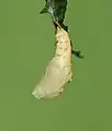 Freshly formed pupa