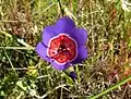 Geissorhiza radians flower growing in Swartland Shale Renosterveld at Uitkamp reserve.
