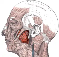 The left masseter muscle (red highlight), shown partially covered by superficial muscles such as the platysma muscle, the zygomaticus major muscle and the zygomaticus minor muscle