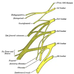 Plan of lumbar plexus.