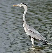 Gray heron, Ardea cinerea