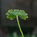 Young leaves of Geranium molle var. Brutium.