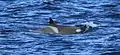 Killer whale swimming