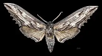 Male Langia zenzeroides nawai