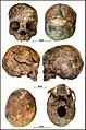 Burial 27 - Cranium