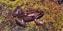 Sabinal frog (Leptodactylus melanonotus), municipality of Aldama, Tamaulipas (3 June 2004).