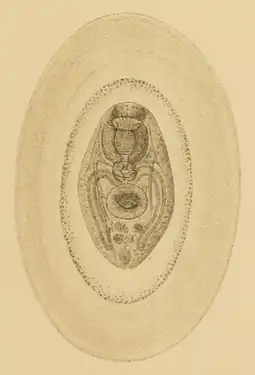Mature metacercaria ready to be transferred to the bird host; note the thick coat.