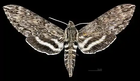 Lintneria lugens  ♀