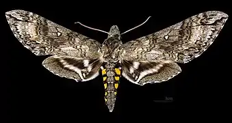 Manduca diffissa zischkai  ♂