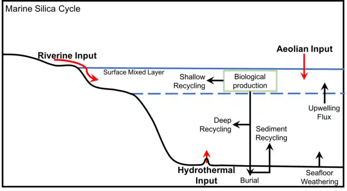 Generalized marine silica cycle, adapted from Treguer et al., 1995