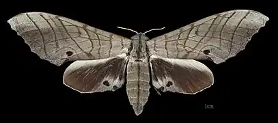 Female M. s. sumatranus, dorsal view