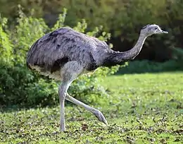 The greater rhea is the largest native bird in the Americas, weighing up to 40 kg (88 lb).
