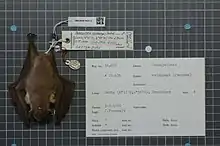 A pinkish-brown bat with dark brown wings