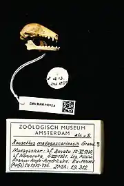 A bat skull with the jaw detached