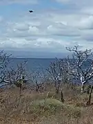 North Seymour Island in the Galápagos