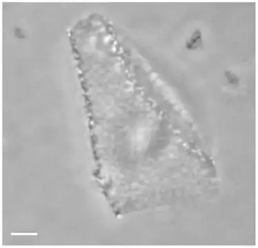 Optical phase-contrast microscopy image of a Haloquadratum walsbyi square cell. The numerous light dots are gas vesicles that allow flotation to the surface, most likely to acquire oxygen. Scale bar 1 µm