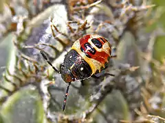 Carpocoris fuscispinus, nymph