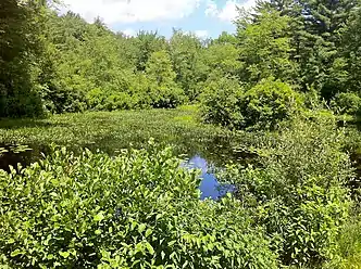 Phillips Pond at junction of Quinebaug Trail and Trail 1 Road.