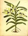 Vanda cristata Plate 290 in: R.Warner - B.S.Williams:The Orchid Album(1882-1897)