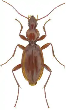 Redish-brown Rhadine lindrothi Barr beetle