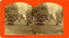 Rose Hill Cemetery, circa 1877