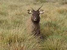  front view of a large brown deer with antlers