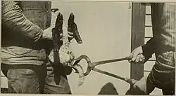 The original author also commented, "We will not speak at all about the attractiveness of a bunch of lambs that are uniformly docked."