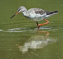 Tringa legs are either red (Spotted redshank, T. erythropus), ...
