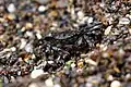 A striped shore crab scurrying around in Glass Beach