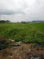 Near the Seohaean Expressway37°15′34″N 126°53′13″E / 37.25944°N 126.88694°E / 37.25944; 126.88694