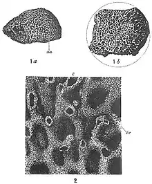 Fig. 1. "Syringammina fragilissima." Natural size, a, side view of a fragment representing about half an entire specimen; aa, original surface of specimen; b, ventral view of same specimen, showing uneven fractured surface near the middle of the test; dotted line shows approximately the original outline of the test. (After Brady) 2. "Syringammina fragilissima." ×8. Portion of a radial section, showing at c one of the smaller secondary canals, and at cc one of the concentric reticulated partitions. (After Brady.)