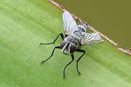 The thin-film interference that can be seen on many insect wings is due to thin-film optics.